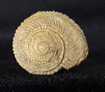 Obornella plicopunctata (DESLONGCHAMPS 1849) - Bild © FossNet FossilienStore
